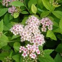 Spiraea japonica 'Little Princess' fleur